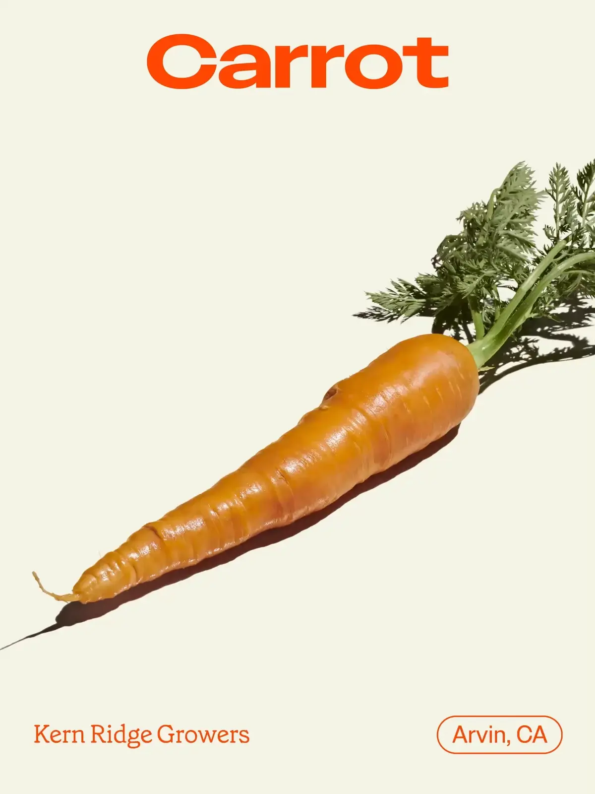 Sweetgreen cookbook illustration system: Carrot ingredient plate